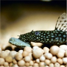 JBL Novo Pleco Vatoz Için Tablet Yem 250 Adet