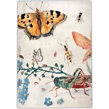 Rugs Modern mira 1237  Bej Kelebek Doğa Figürlü   Baskılı Dokuma Taban Halı