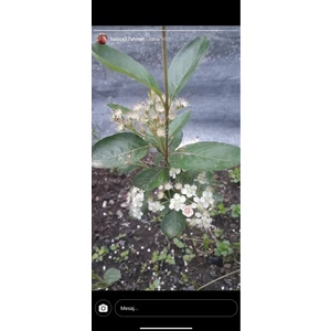 Dağlıoğlu Tarım 10 Adet 2yas Viking (Aronia) Meyve Fidanı