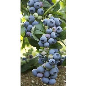 Dağlıoğlu Tarım 2 Yaş Bluecrop Yaban Mersini Fidanı