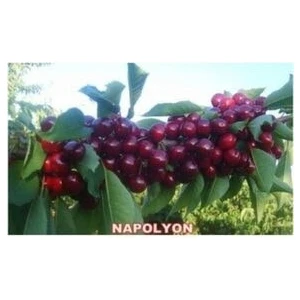 taşkar peyzaj Napolyon Ziraat 900 Kiraz Fidanı Aşılı (  2 Yaş / Tüplü / 80-100 cm )