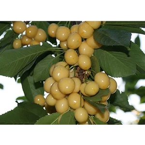 taşkar peyzaj Stars Gold Beyaz Kiraz Fidanı Aşılı (  2 Yaş - Tüplü  / 80-100 cm )