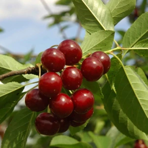 taşkar peyzaj Macar Vişne  Fidanı Aşılı (  2 Yaş / Tüplü/ 80-100 cm )