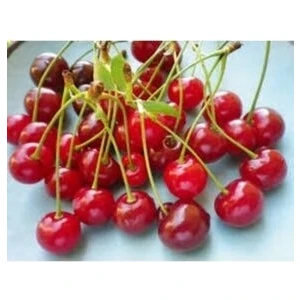 taşkar peyzaj Kütahya Vişne Fidanı Aşılı (  2 Yaş / Tüplü / 80-100 cm )