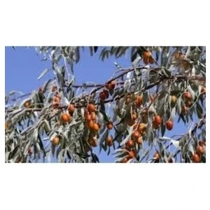taşkar peyzaj Iğde Fidanı  Aşılı ( 2 Yaş /tüplü / 70-100 cm )