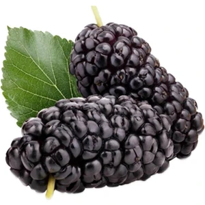 taşkar peyzaj Yediveren Avustralya Siyah Dut Fidanı Aşılı (  2 Yaş / Tüplü / 70-100 cm )