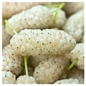 taşkar peyzaj Beyaz Dut Fidanı Aşılı (  2 Yaş / 70-100 cm ) Tüplü