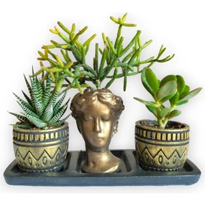 Karla Botanik Haworthia & Para Çiçeği & Rhipsalis 3'lü Sukulent Seti | Helen Gold Serisi