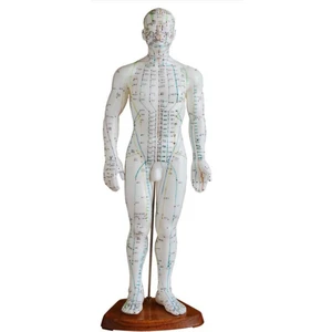 Medikal Market TR Akupunktur Modeli, Erkek - 50 cm