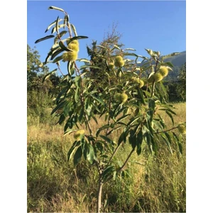 Dağlıoğlu Tarım Maraval Kestane Fidanı