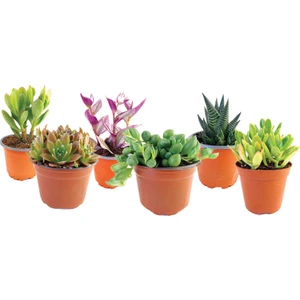 Mimoza Çiçek Sukulent Kaktüs Mix 5 Adet