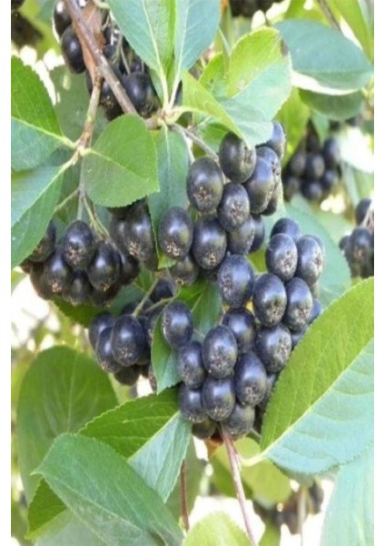 Viking Siyah Aronia Chokeberry Fidanı 5ADET