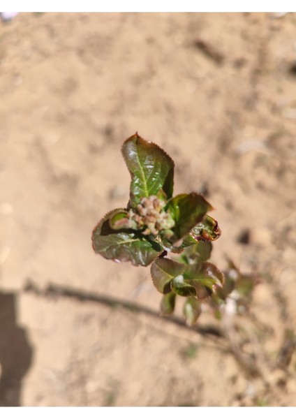 5 Adet 2yas Viking (Aronia) Meyve Fidanı