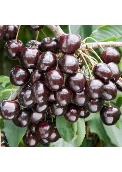 Kordia Kiraz Fidanı Aşılı ( Tüplü- 2 Yaş / 80-100 cm )