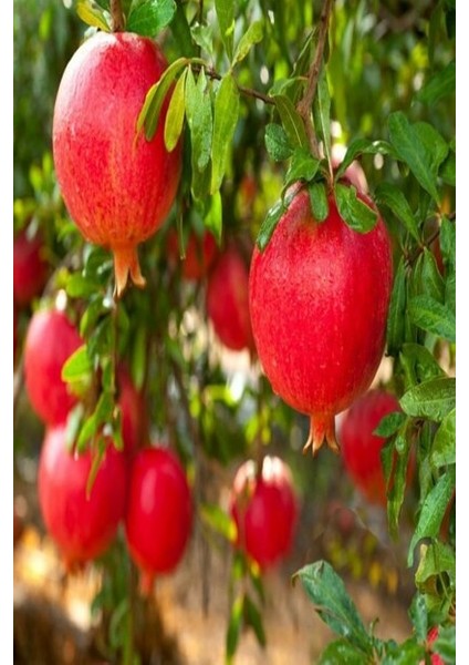 Devedişi Nar Fidanı / Tüplü / 50-70 cm )