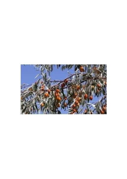 Iğde Fidanı Aşılı ( 2 Yaş /tüplü / 70-100 cm )