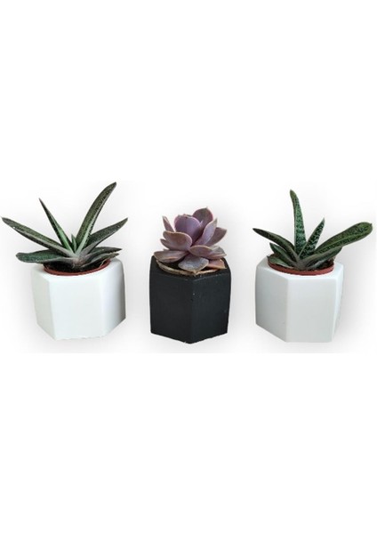 Echeveria & Gasteria 3'lü Sukulent Seti | Siyah & Beyaz Seri