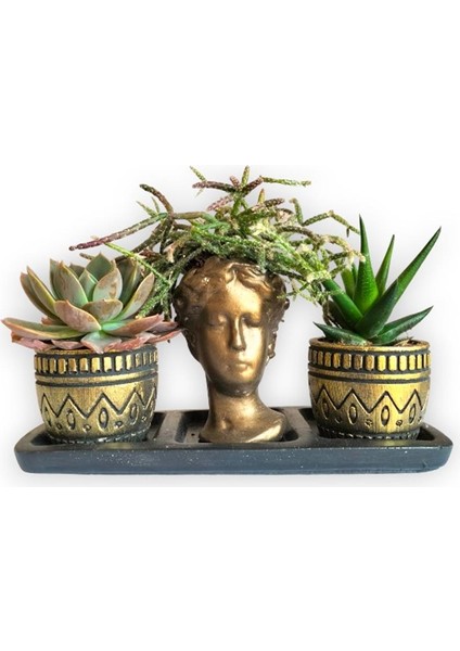Haworthia & Echeveria & Rhipsalis 3'lü Sukulent Seti | Helen Gold Serisi