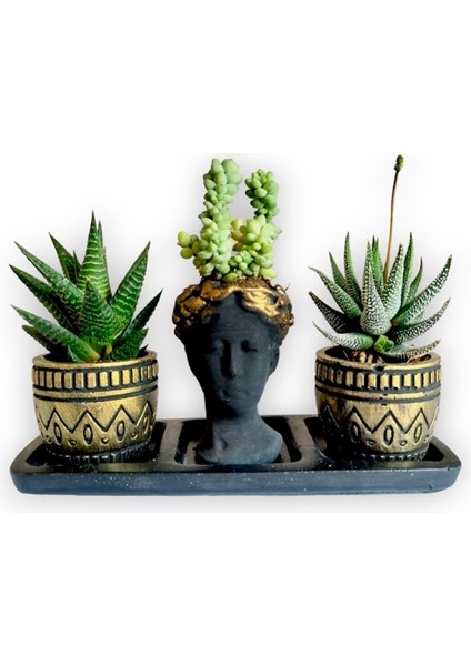 Haworthia 3'lü Sukulent Seti | Helen Siyah & Gold Seri
