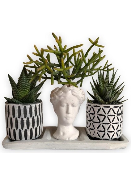 Haworthia & Rhipsalis 3'lü Sukulent Seti | Helen Beyaz & Desenli Seri