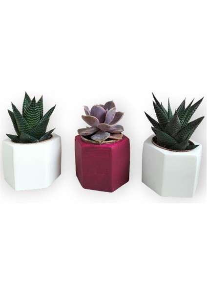 Haworthia & Echeveria 3'lü Sukulent Seti | Kırmızı & Beyaz Seri
