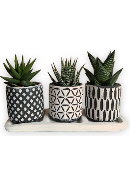 Haworthia & Echeveria & Sedum 3'lü Sukulent Seti | Desenli Seri