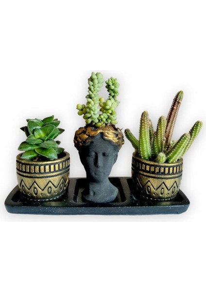 Kaktüs & Sedum 3'lü Sukulent Seti | Helen Siyah & Gold Seri