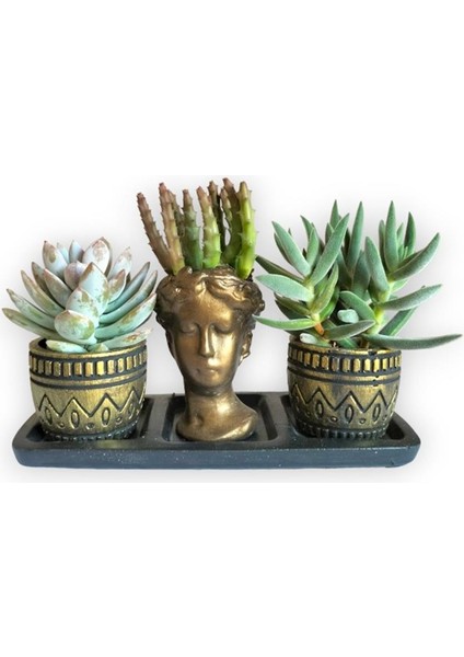 Echeveria & Rhipsalis 3'lü Sukulent Seti | Helen Gold Serisi