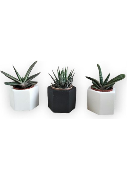 Haworthia & Gasteria 3'lü Sukulent Seti | Siyah & Beyaz Seri