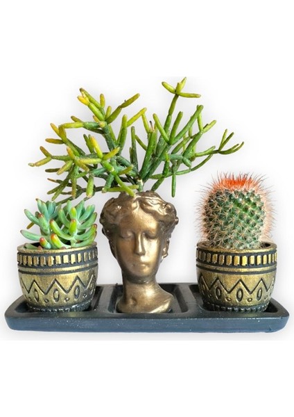 Kaktüs & Sedum & Rhipsalis 3'lü Sukulent Seti | Helen Gold Serisi
