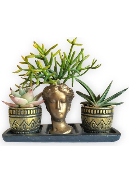 Echeveria & Gasteria & Rhipsalis 3'lü Sukulent Seti | Helen Gold Serisi