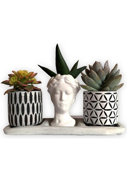 Haworthia & Echeveria & Haworthia Kiwi3'lü Sukulent Seti | Helen Beyaz & Desenli Seri