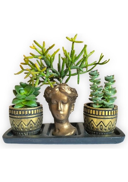 Sedum & Rhipsalis 3'lü Sukulent Seti | Helen Gold Serisi