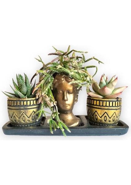 Kaktüs & Echeveria & Rhipsalis 3'lü Sukulent Seti | Helen Gold Serisi