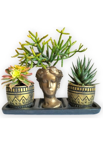 Haworthia & Haworthia Kiwi & Rhipsalis 3'lü Sukulent Seti | Helen Gold Serisi
