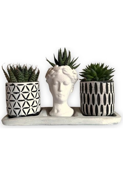 Haworthia 3'lü Sukulent Seti | Helen Beyaz & Desenli Seri