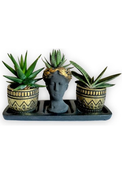 Haworthia & Gasteria 3'lü Sukulent Seti | Helen Siyah & Gold Seri