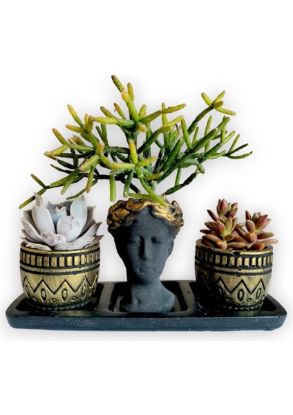 Echeveria & Rhipsalis & Sedum 3'lü Sukulent Seti | Helen Siyah & Gold Seri