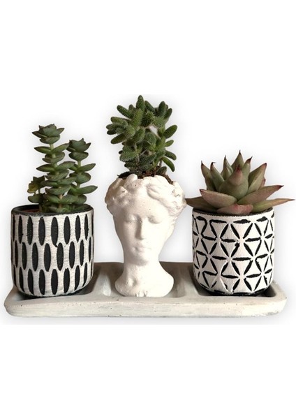 Crassula& Echeveria 3'lü Sukulent Seti | Helen Beyaz & Desenli Seri