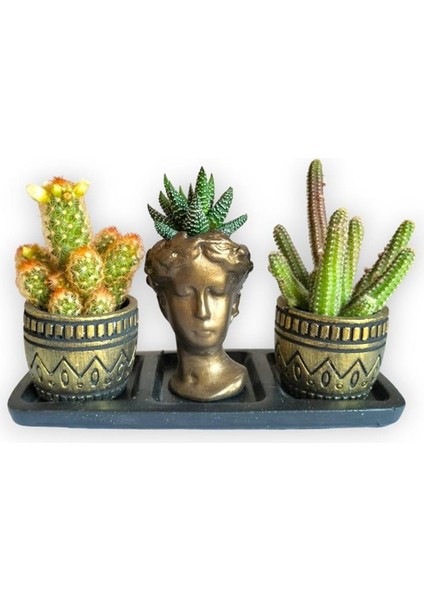 Kaktüs & Haworthia 3'lü Sukulent Seti | Helen Gold Serisi