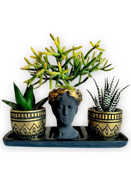 Haworthia Zebra & Haworthia & Rhipsalis 3'lü Sukulent Seti | Helen Siyah & Gold Seri