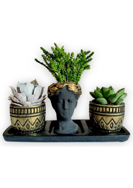 Echeveria 3'lü Sukulent Seti | Helen Siyah & Gold Seri