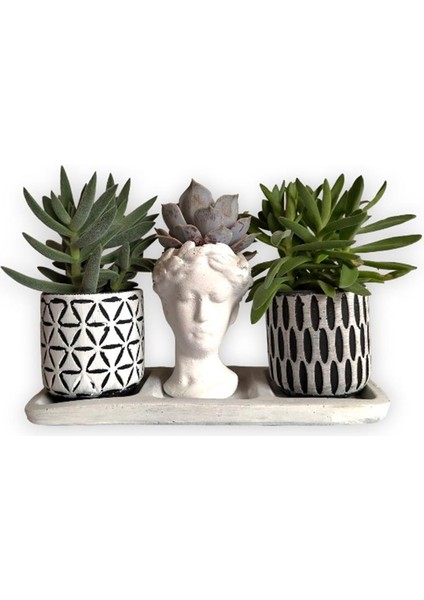 Echeveria & Sedum 3'lü Sukulent Seti | Helen Beyaz & Desenli Seri