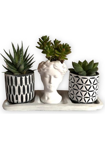 Haworthia & Echeveria & Sedum 3'lü Sukulent Seti | Helen Beyaz & Desenli Seri
