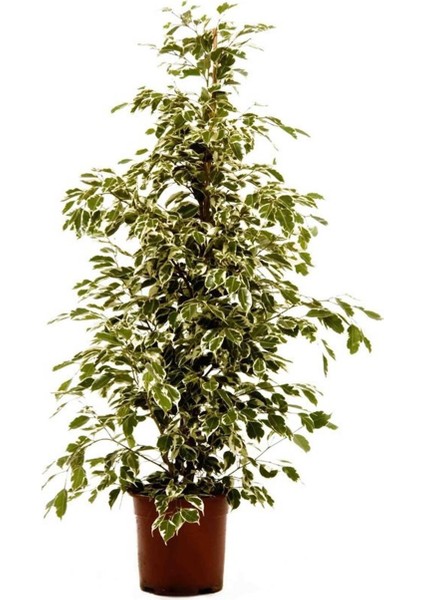 Alaca Yapraklı Benjamin 60 cm