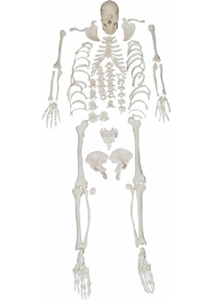 Parçalı Insan Iskeleti Maketi - Parçalı Insan Iskeleti Modeli