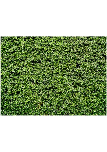 2.1m x 1.5m Yeşil Yaprakları Doğum Günü Arka Plan Bezi (Yurt Dışından) fırsatları