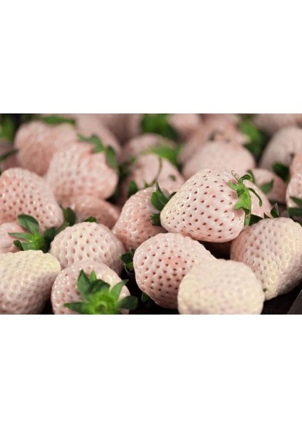 Beyaz Çilek Fidesi Pineberry 2 Adet