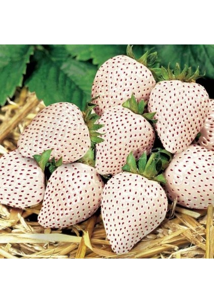 Beyaz Çilek Fidesi Pineberry 2 Adet