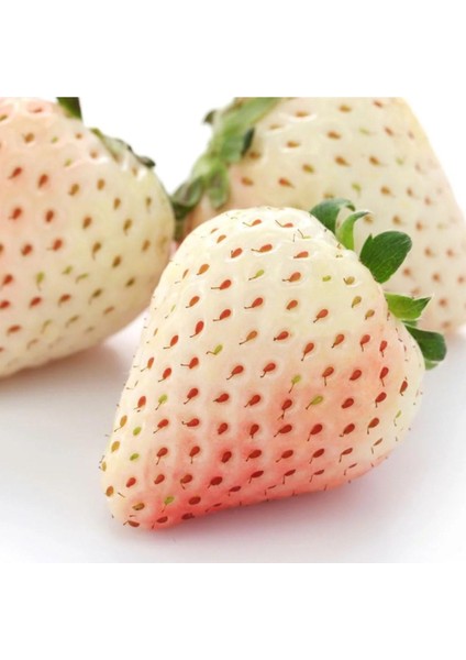 Beyaz Çilek Fidesi Pineberry